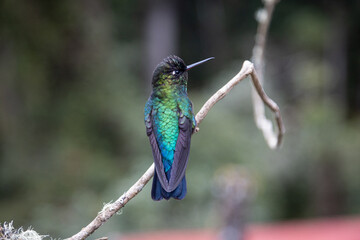 hummingbird on a branch
