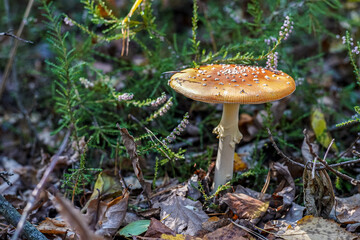 Amanita is an inedible, poisonous mushroom. Background. Forest in autumn. Nature. Red and white speckled fly agaric Mushrooms in fall.