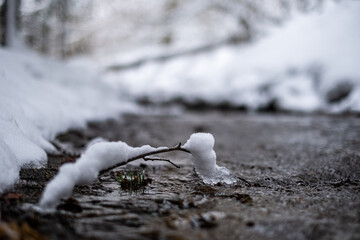 Kleiner ast mit Schnee bedeckt in einem Bach
