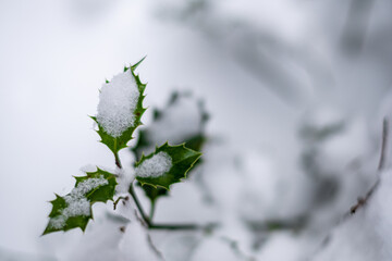 Stechpalme im Schnee