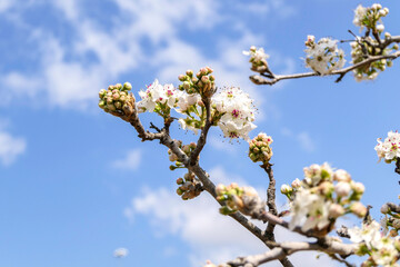 Close-up view of flowering pear branches with white flowers on a blurred background. selective focus