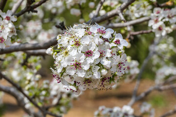 Close-up view of flowering pear branches with white flowers on a blurred background. selective focus