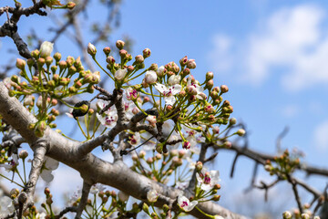 Close-up view of flowering pear branches with white flowers on a blurred background. selective focus