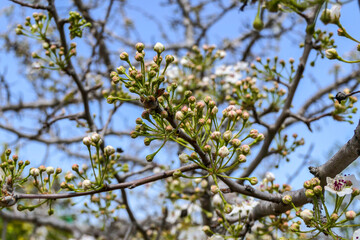Close-up view of flowering pear branches with white flowers on a blurred background. selective focus