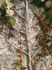 autumn leaves on the ground