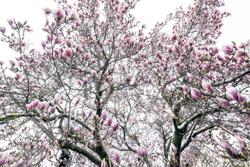 Fototapeta premium Magnolienbaum