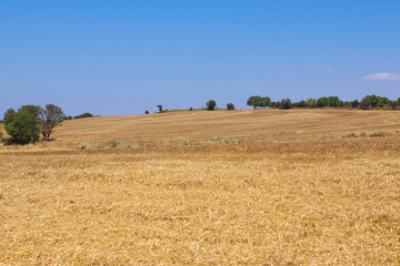 Fototapeta premium Field in Turkey