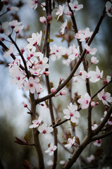 Flores de Berlin.