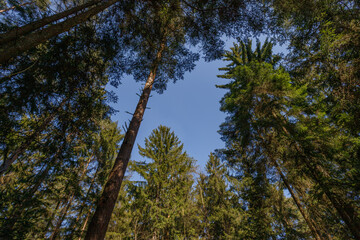 Forest, trees with copyspace left.