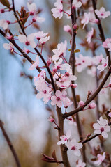 Flores de Berlin.