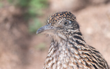 Closeup of roadrunner head