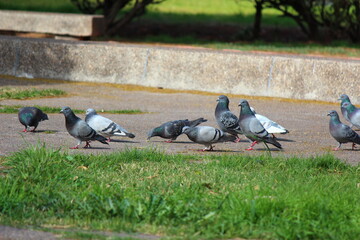 pigeons in the park
