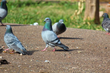 pigeons on the street