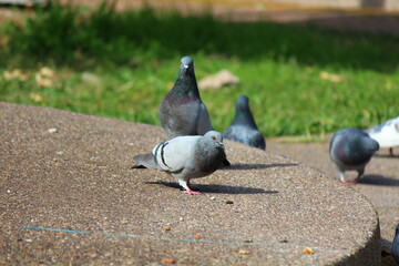 pigeons in the park