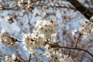 cherry blossom closeeup