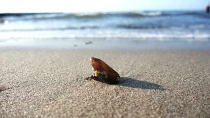 Strand Wellen Sand Wasser Ozean Muschel Detail Nahaufnahme Ostsee Baltic Sea