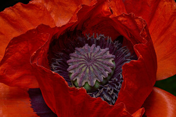 Core of the red poppy flower on the black background. Top view.