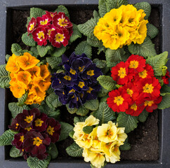 colorful primroses for spring