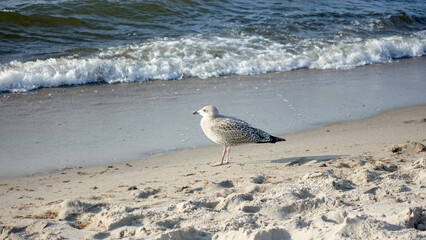 Strand Wellen Sand Wasser Ozean Möve Vogel Bird Detail Nahaufnahme Ostsee Baltic Sea