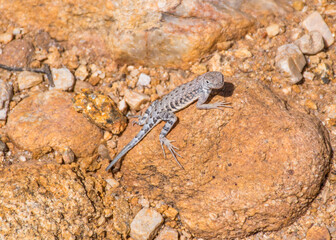 Naklejka na ściany i meble Earless lizard standing on a rock at Catalina State Park, AZ