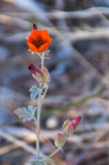 Single orange desert globemallow flower with several closed buds at Organ Pipe Cactus National...
