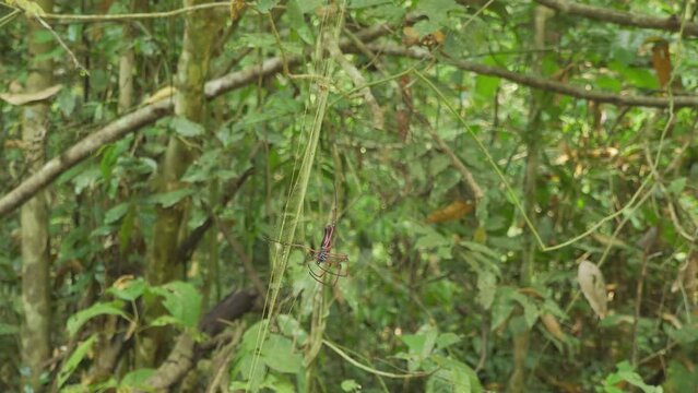 A Golden Silk Orb-Weaver Spider (Nephila) repairs its web in the jungle. Filmed in Kaeng Krachan National Park, Thailand.