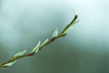 Fresh, first leaves on a branch during spring. 