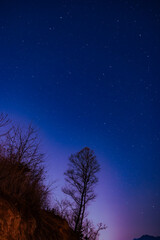 night sky and tree