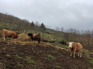 Vacas en una montaña de Lugo, Galicia
