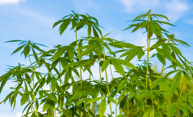 Illegal planting of cannabis in the field. Wild Hemp Field In The Village