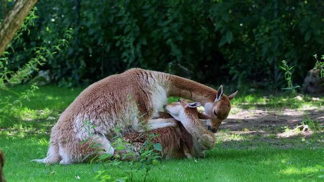 mating behavior of the Vicunas, Vicugna Vicugna, relatives of the llama which live in the high alpine areas of the Andes