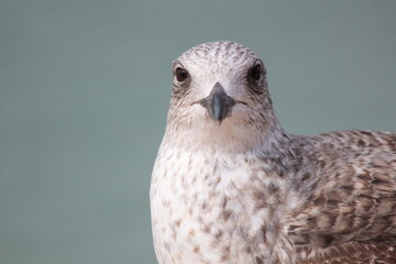 bird of prey
