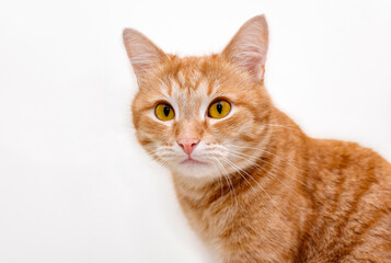 Portrait of a red cat isolated on white background . Big smart eyes and a pink nose. Cat looks at the camera. Banner for website. Animal and pet concept.