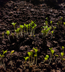 young sprouts of plants grow from the soil