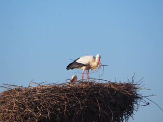 cigüeña llega a su nido con una rama de árbol en su pico de color rojo, plumas blancas y negras, patas anaranjadas