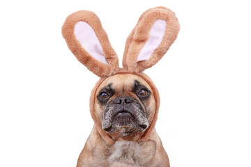 French Bulldog dog wearing Easter bunny costume ears headband on white background