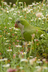 Parrots in a Park