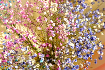 multi-colored gypsophila flowers close-up macro, shallow depth of field, little colored flowers in macro with blure. 4k.