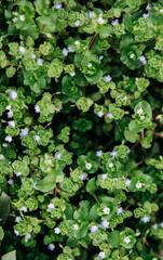 Natural background of small blue flowers among green leaves. Beauty is in nature. The concept of the onset of spring and warmth.