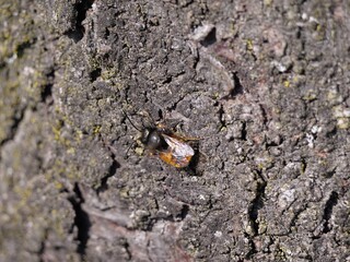 Eine Wildbiene ruht sich auf der Rinde eines Baums im Frühling aus