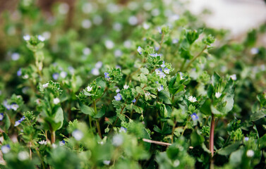 Natural background of small blue flowers among green leaves. Beauty is in nature. The concept of the onset of spring and warmth.