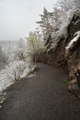 Pfad in den Frühling 