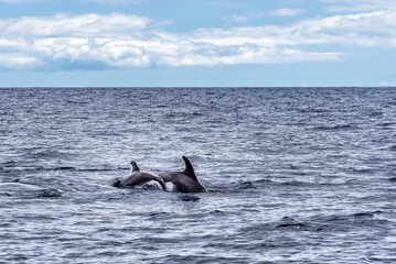 Mother and calf of common bottlenose dolphins or Atlantic bottlenose dolphins, Tursiops truncatus,...