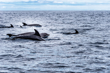 Obraz premium Herd of common bottlenose dolphins or Atlantic bottlenose dolphins, Tursiops truncatus, in the Atlantic Ocean off the coast of Tenerife.