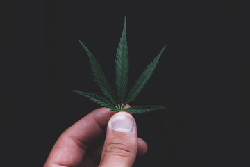 Green leaves technical hemp lie on black modern black background. Green background from leaves. Cannabis close-up. Green leaves of hemp, marijuana leaves. Copy space for your text. Hand holding leaf