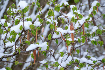 Haselnuss - frischer Blattaustrieb mit verblühten Kätzchen und Schneedecke - später Kälteeinbruch, sog. "Märzwinter", im April 2022 | Corylus avellana | common hazel fresh leaves w snow