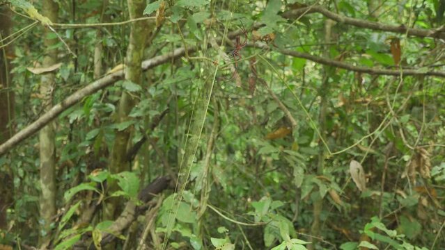 A Golden Silk Orb-Weaver Spider (Nephila) moves upward across it's web. Filmed in Kaeng Krachan National Park, Thailand.