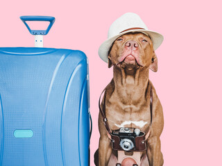 Lovable, pretty brown puppy, retro camera and sunhat. Travel preparation and planning. Close-up,...