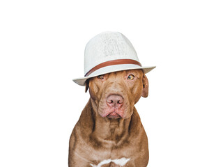 Lovable, pretty brown puppy and sun hat. Travel preparation and planning. Close-up, indoors. Studio photo, isolated background. Concept of recreation, travel and tourism. Pets care