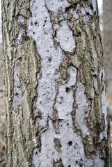 Grey lichen growing under tree bark on trunk of an oak tree. Gray lichen close up macro isolated.